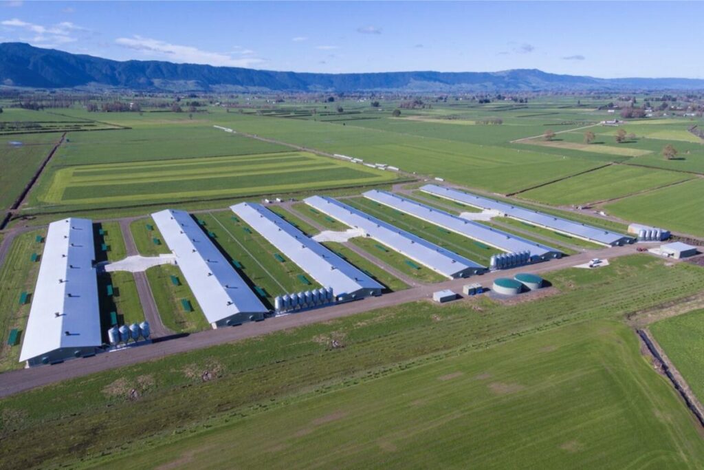waikato chicken sheds